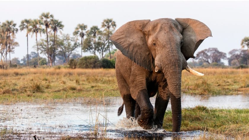 Elephant in the Okavango Delta, Botswana.