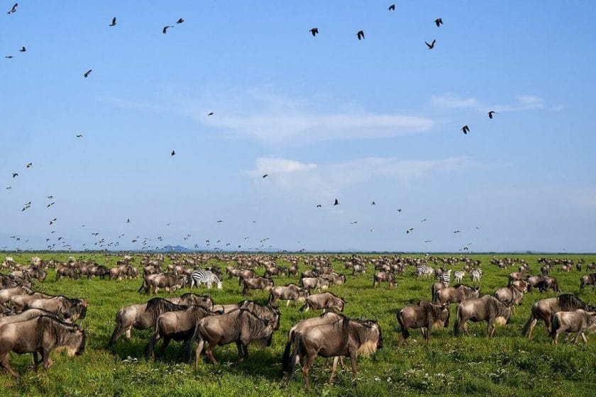 Wildebeest grazing in Ndutu area, Serengeti National Park.