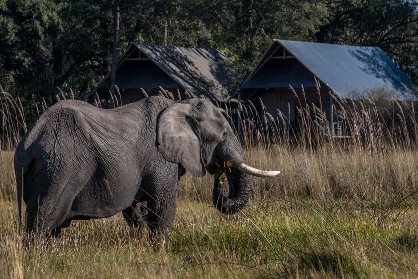 Elephant in front of a luxury lodge in the Okavango Delta | Photo credits: Chitabe Camp