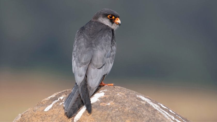 Amur falcon perched on a rock.