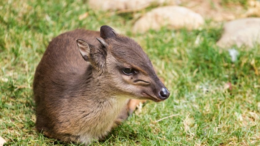 Blue duiker.