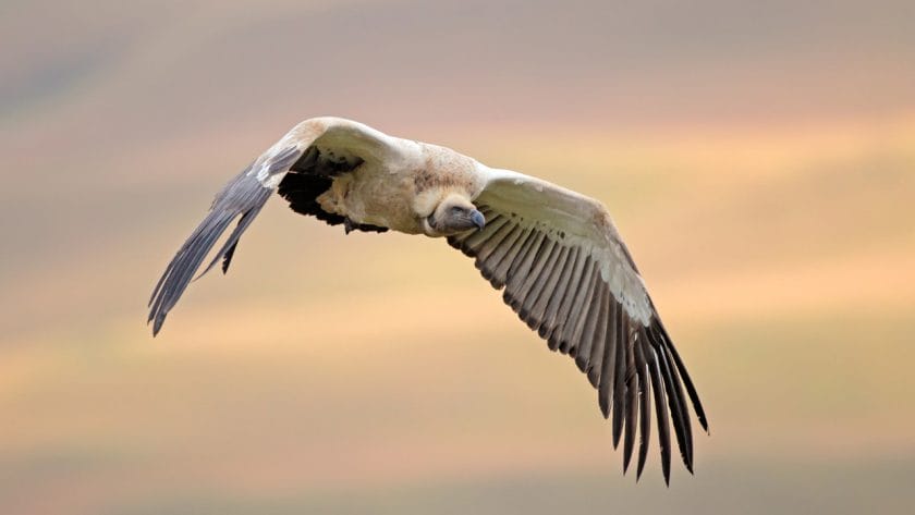 The endangered Cape vulture in flight.