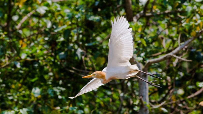 Eastern cattle egret flying.