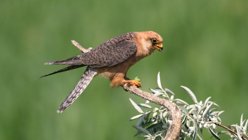 Red-footed falcon perched on a branch.