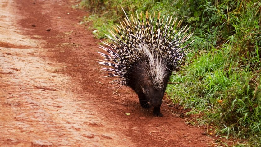 Porcupine walking along a dirt road.