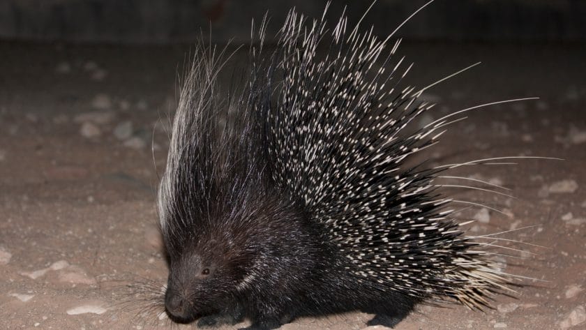 Porcupine at night.