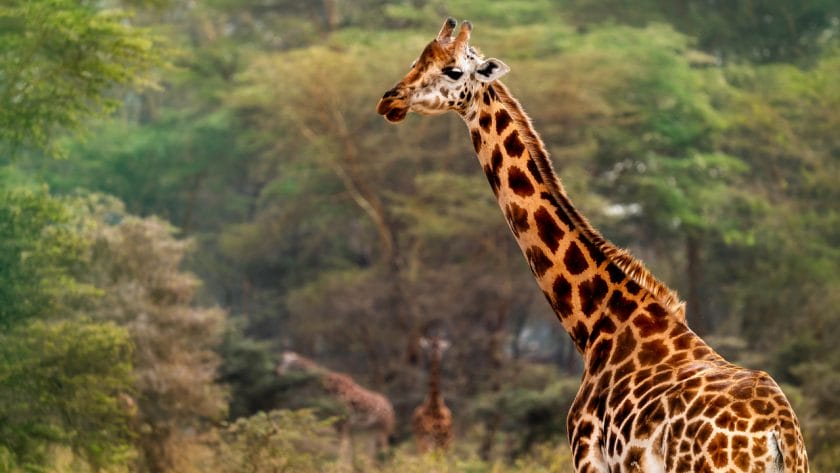 Rothschild's giraffe in the forest of Lake Nakuru, Kenya.