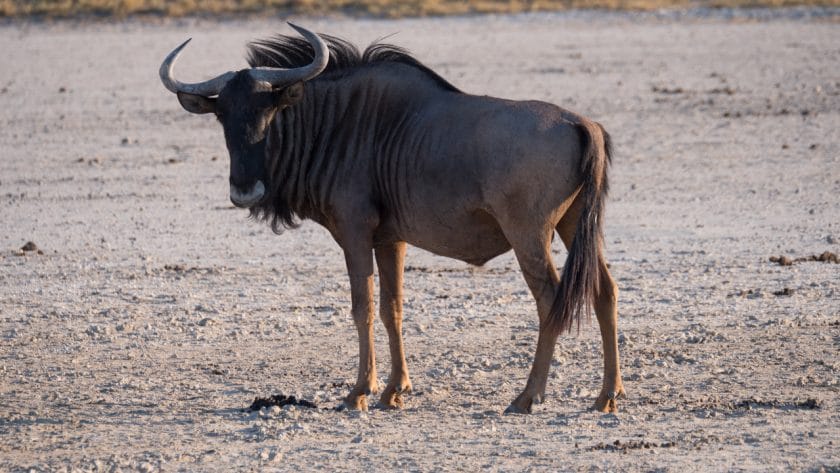 Wildebeest in Makgadigadi Pans National Park, Botswana.