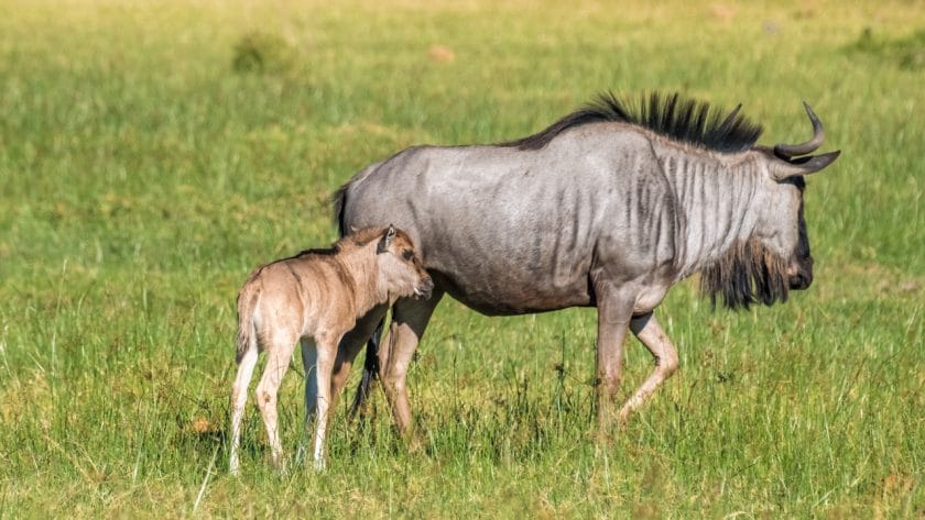 Wildebeest mother with her calf in the Okavango Delta, Botswana.