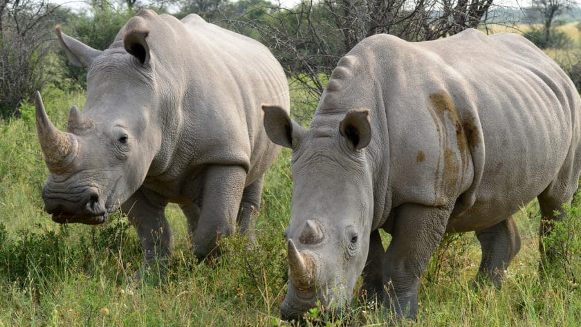 Rhino in Botswana.