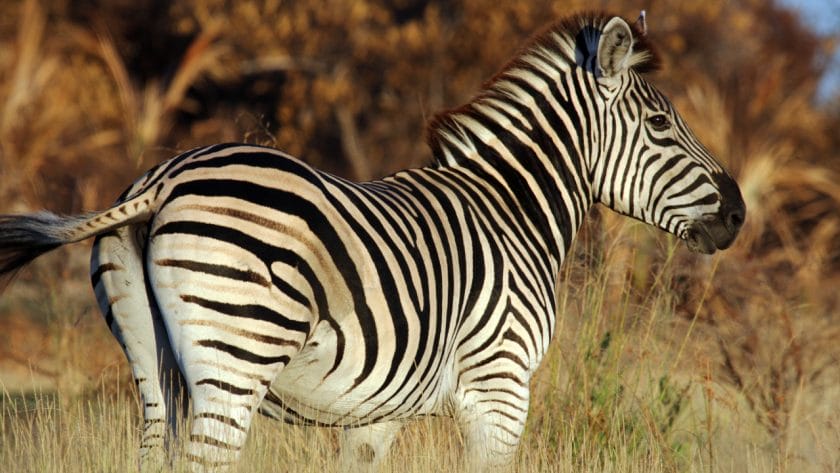 Zebra in the Okavango Delta, Botswana.