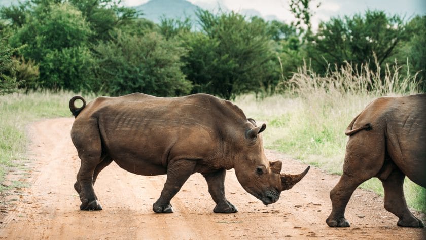 White rhinos crossing a road in Pilansberg National Park, South Africa.