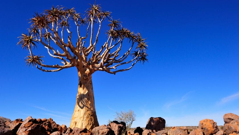 Quiver tree in Augrabies National Park, South Africa.