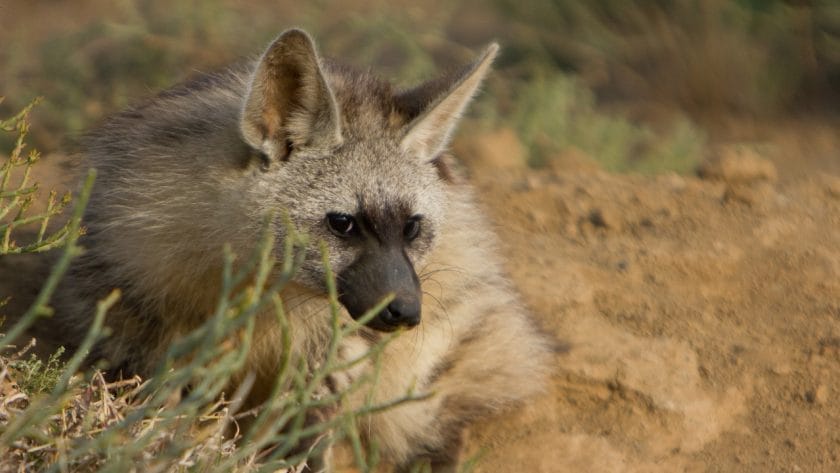 Aardwolf laying down.