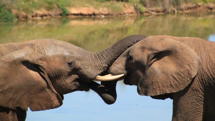 African bush elephants.