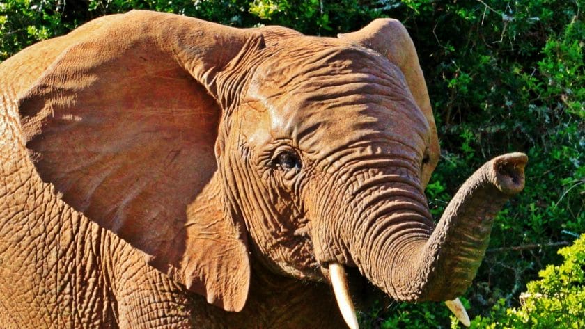 African bush elephant in the forest.