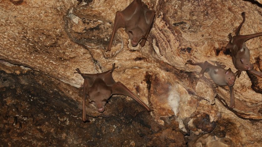 Bat colony in Gcwihaba Caves, Botswana.