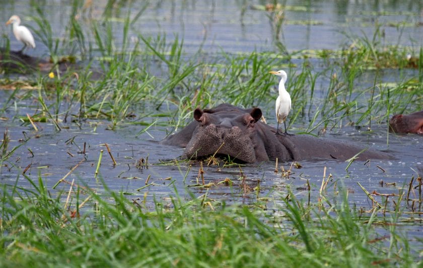 A group of hippopotamus (Hippopotamus amphibius) lounge in the Chobe River. A Great Egret (Ardea alba) stands on the back of one.