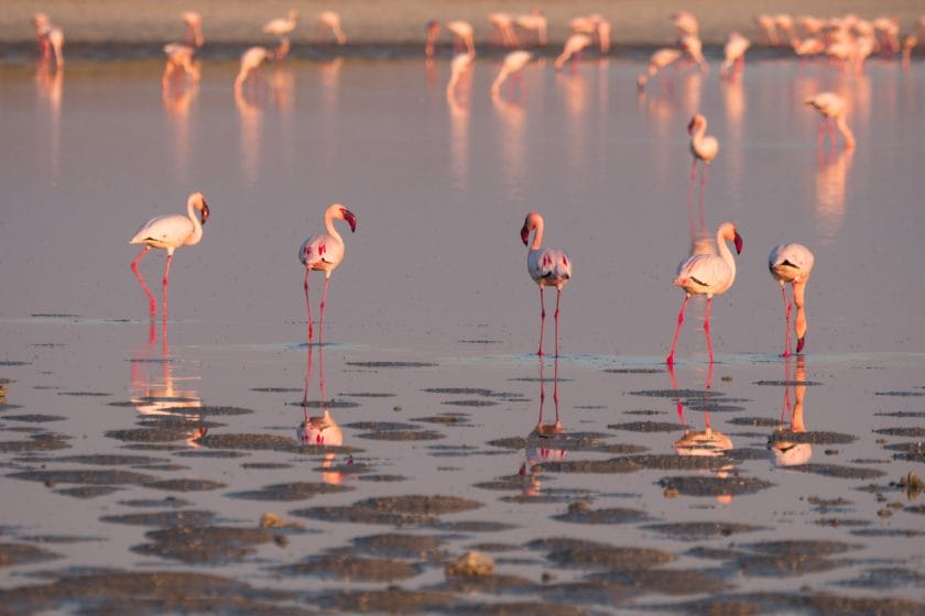 Flamingos in the Makgadikgadi Pans, Botswana