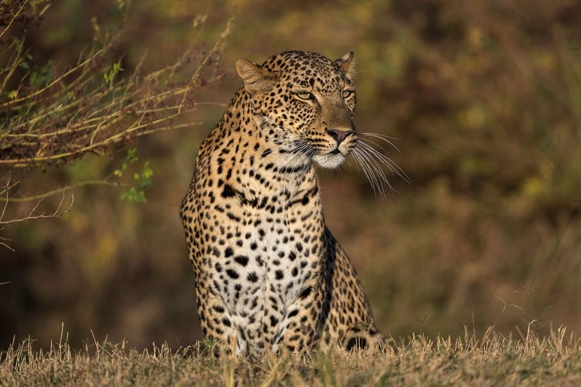 Leopard in South Luangwa National Park, Zambia.