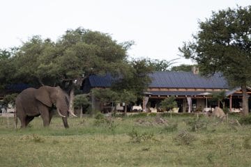 african safari tours voyage