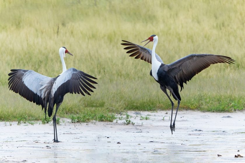 Wattled Crane courtship in the Okavango Delta