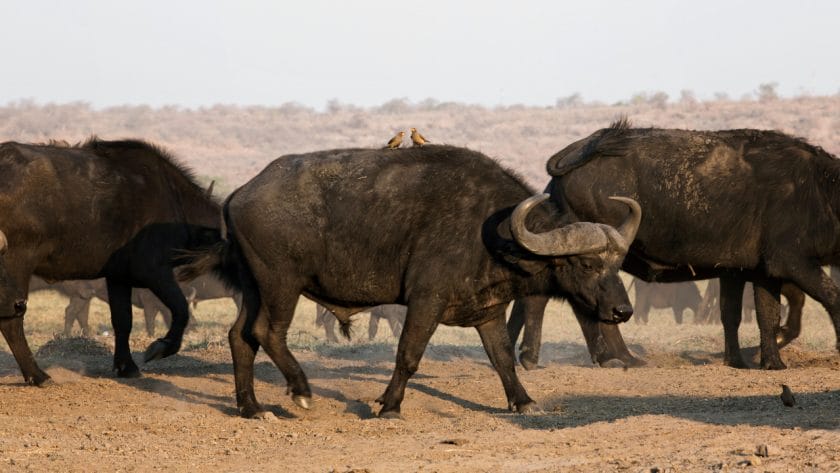 Herd of Cape buffalo in Namibia.