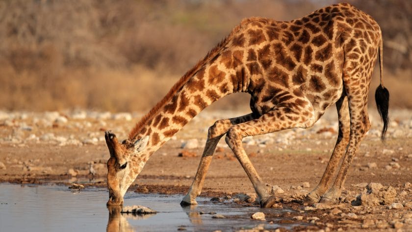 Giraffe drinking water in Etosha National Park, Namibia.