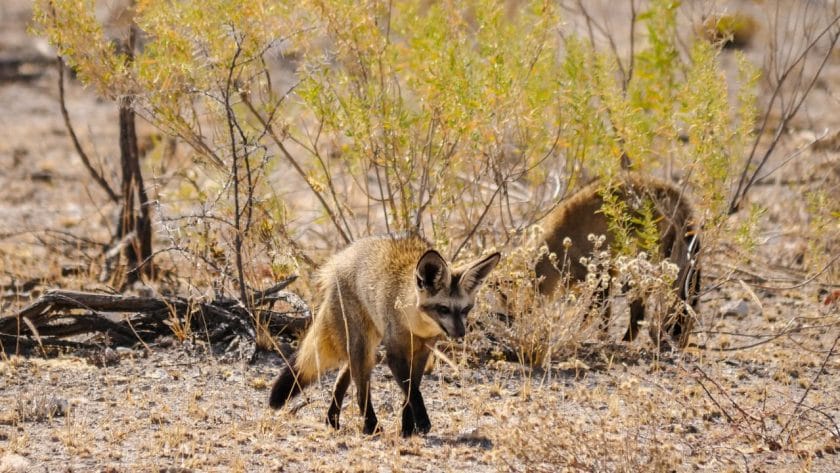 Bat-eared fox in Etosha National Park, Namibia.