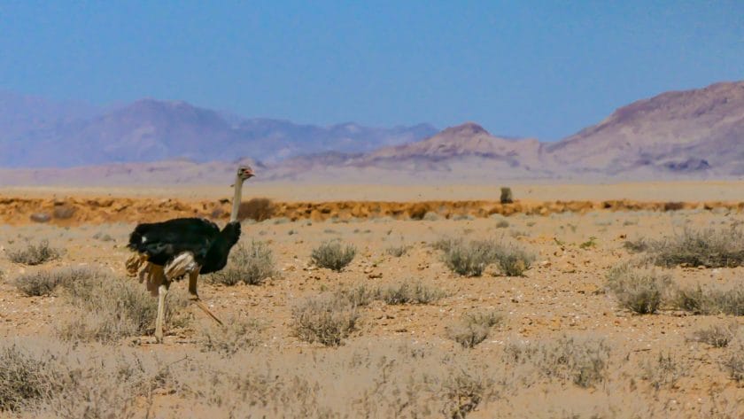 Ostrich in Namibia.