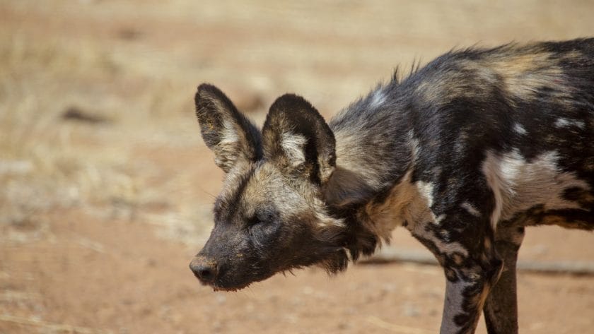 African wild dog in Namibia.