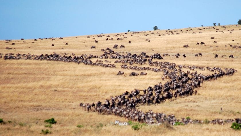 The annual Great Migration of wildebeest.
