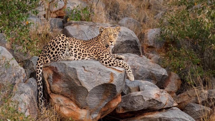 Leopard on a game drive in Tswalu Kalahari Reserve | Photo credits: Tswalu Loapi