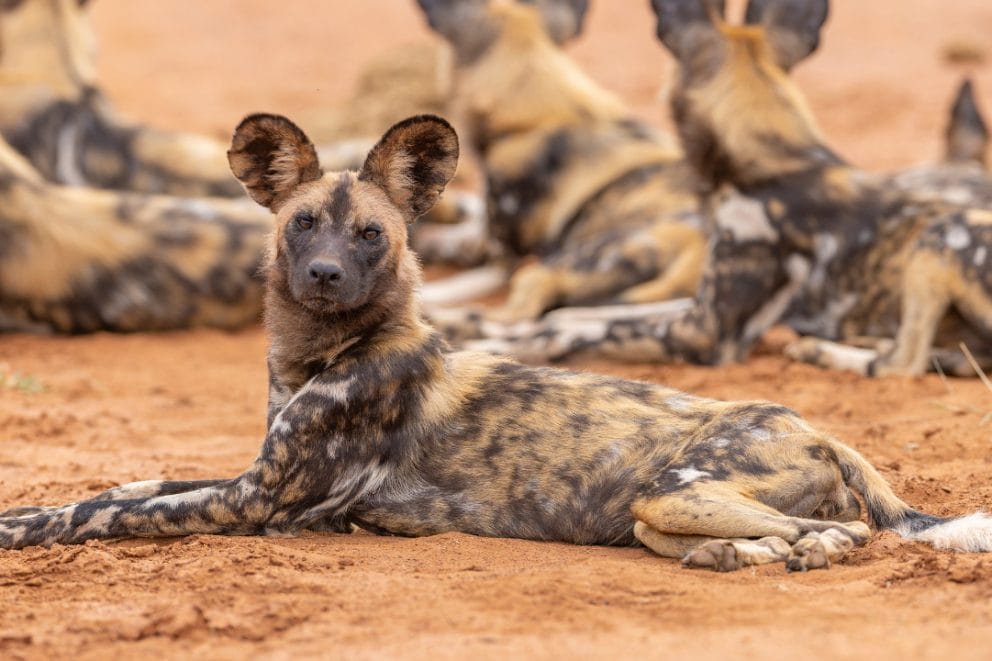 domestic african hunting dog
