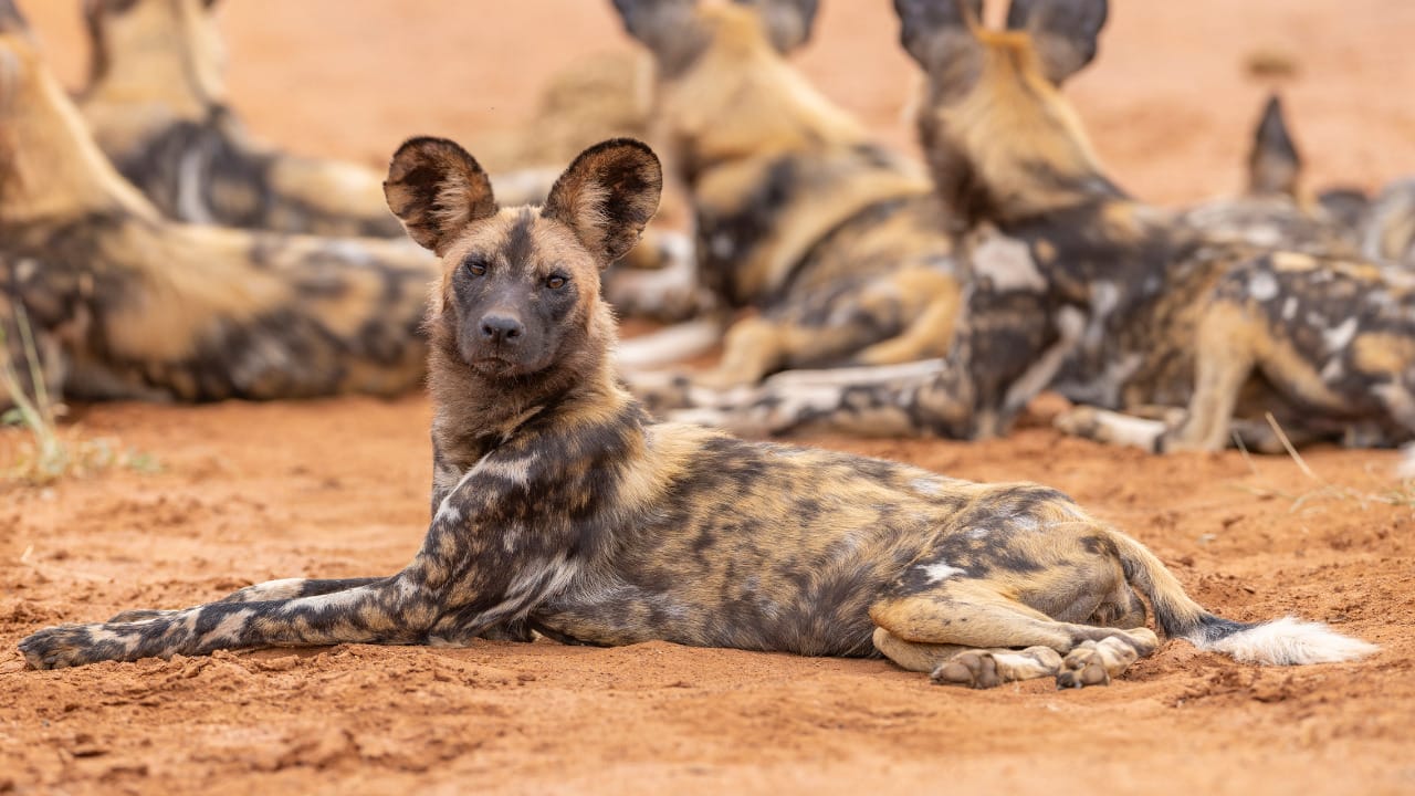 African Wild Dogs: On the Front Line