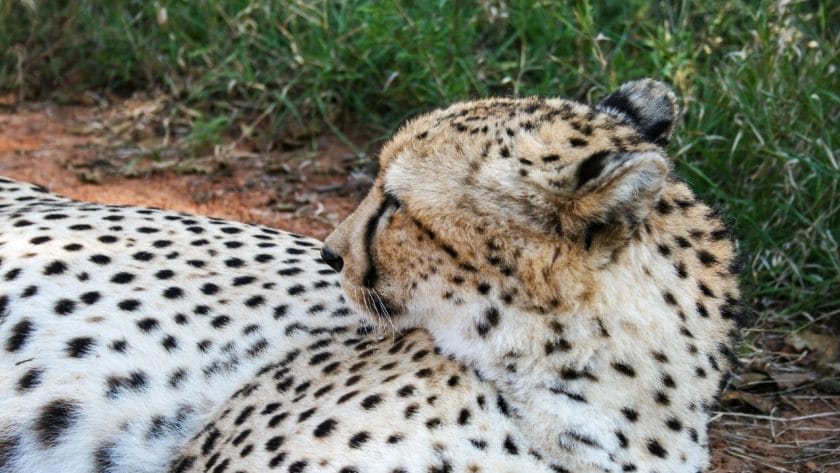 Cheetah in Mokolodi Game Reserve, Botswana.