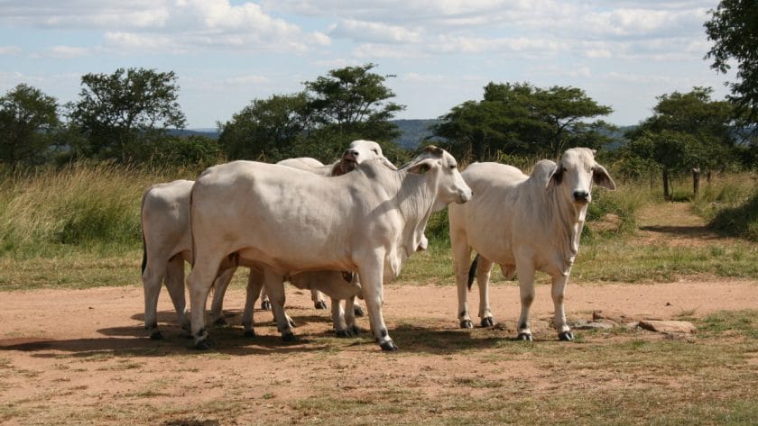 Cattle standing on a dirt road in Zambia.
