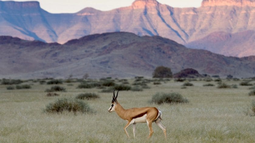 Springbok walks in the grasslands below Naukluft Mountains , Namibia.