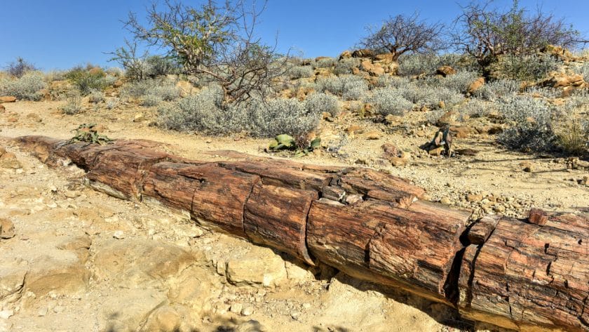 Fossilised tree at Petrified Forest in Namibia.