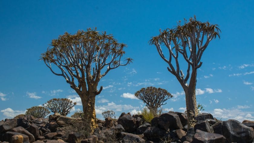 Quivertree Forest near Keetmanshoop, Namibia.