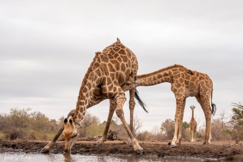 Giraffes having a sip of water | Photo credit: Mashatu Lodge