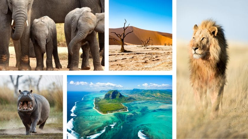 Best times to visit Africa for Safari