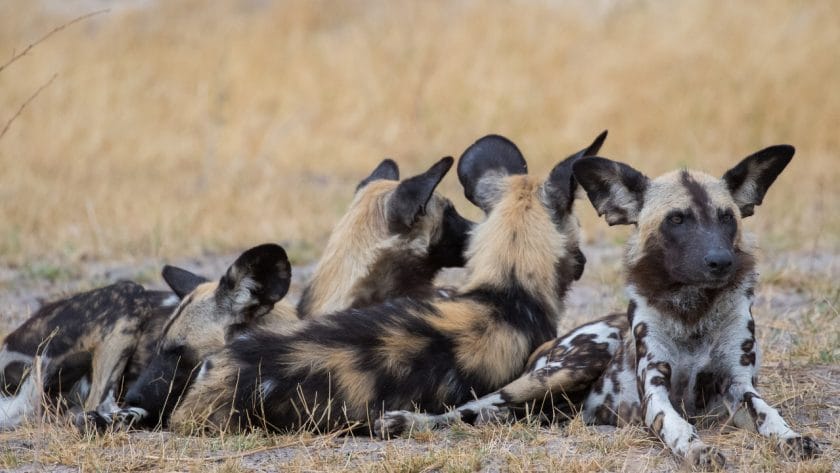 Pack of African wild dogs.