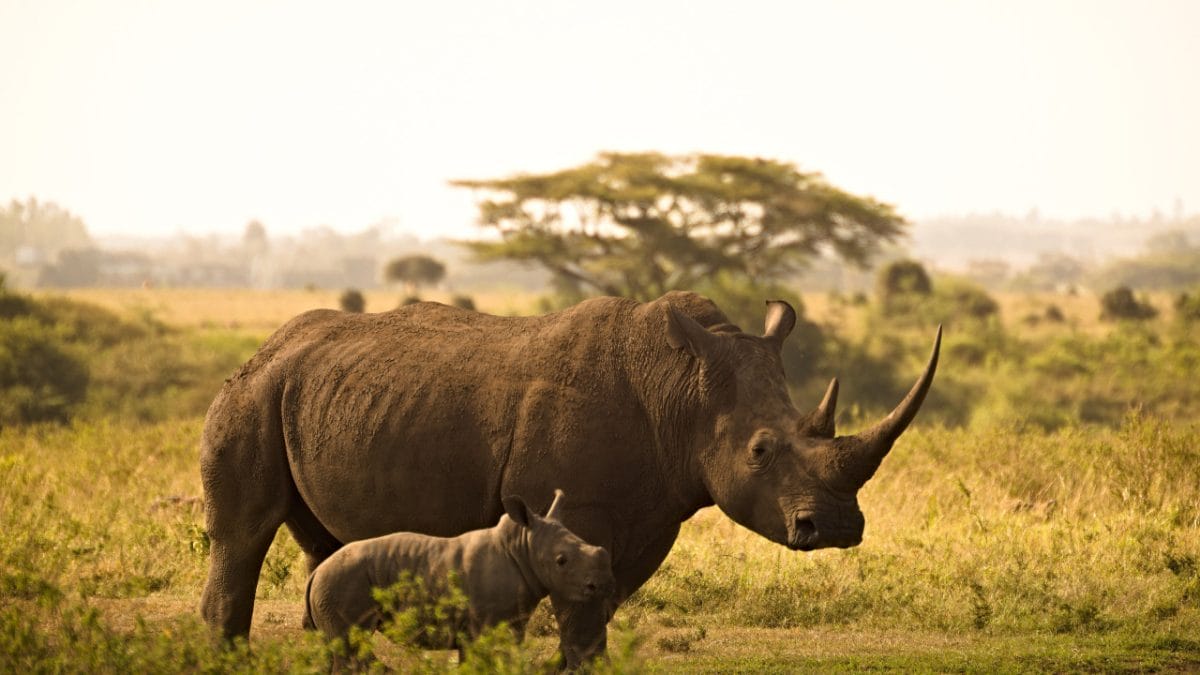 Ambitious Plan to Rewild 2000 Rhinos in the Next Decade