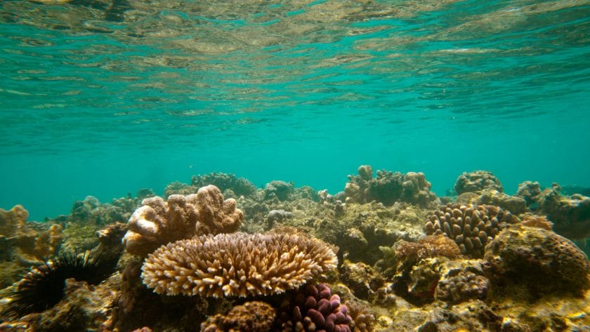 Coral reef in Zanzibar.