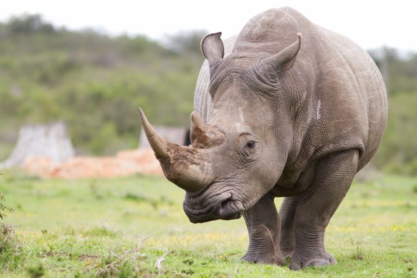 A large white rhino.