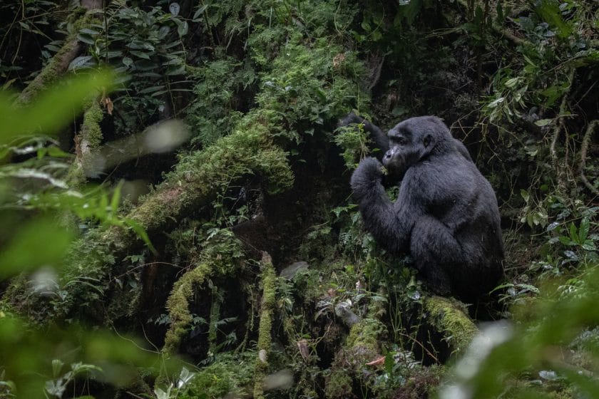 A mountain gorilla sits on the roots of a tree by a steep wall in Uganda's Bwindi Impenetrable Forest.