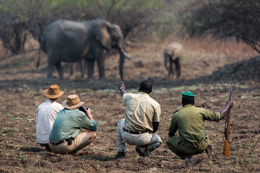 Walking safari observing elephants in Zambia | Photo credit: Tena Tena