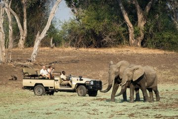 zambia safari january