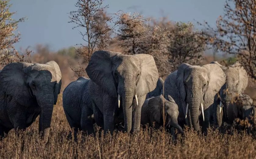 Herd of elephants at Usangu Expedition Camp, Tanzania.